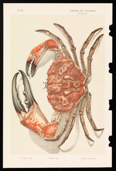 Crabe géant de Tasmanie, Pseudocarcinus gigas - John James Wild