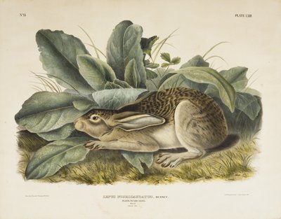 Lièvre à queue noire - John James after Audubon