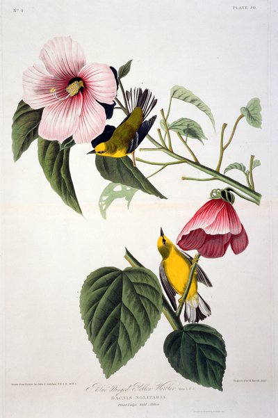 La Paruline à ailes bleues, extrait de Birds of America, gravé par Robert Havell (1793-1878) - John James after Audubon