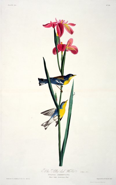 La Paruline à dos jaune, extrait de Birds of America, gravé par Robert Havell (1793-1878) - John James after Audubon