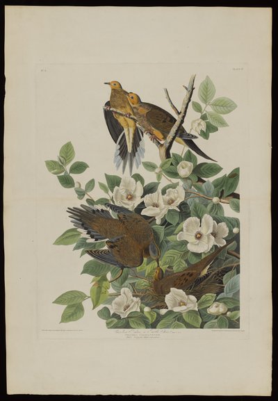 Le Pigeon de Caroline ou Tourterelle, extrait de Birds of America, gravé par Robert Havell (1793-1878) - John James after Audubon