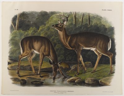 Cerf commun ou de Virginie, gravé par John T. Bowen (1801-c.1856) 1848 - John James after Audubon