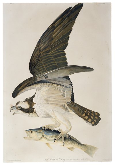 Balbuzard pêcheur, lithographie de Julius Bien (1826-1909), 1860 - John James after Audubon