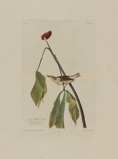 La Grive aquatique de Louisiane, extrait de Birds of America, gravé par Robert Havell (1793-1878) - John James after Audubon