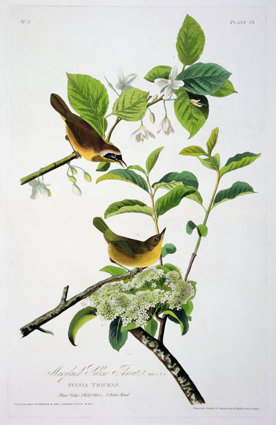 La Paruline à gorge jaune du Maryland, extrait de Birds of America, gravé par Robert Havell (1793-1878) - John James after Audubon