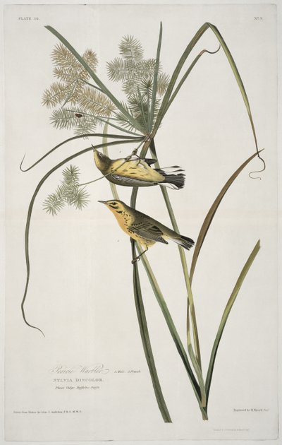 La Paruline des prairies, extrait de Birds of America, gravé par Robert Havell (1793-1878) - John James after Audubon