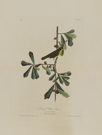 La Paruline de Roscoe, extrait de Birds of America, gravé par Robert Havell (1793-1878) - John James after Audubon