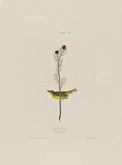 Le Moucherolle de Selby, extrait de Birds of America, gravé par Robert Havell (1793-1878) - John James after Audubon