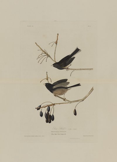 Oiseau des neiges, de Birds of America, gravé par Robert Havell (1793-1878) - John James after Audubon
