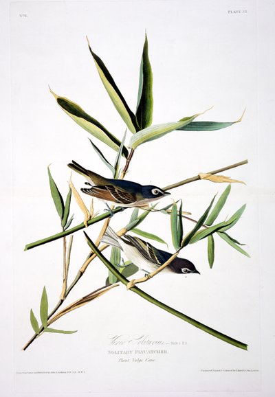 Le Moucherolle solitaire, extrait de Birds of America, gravé par Robert Havell (1793-1878) - John James after Audubon