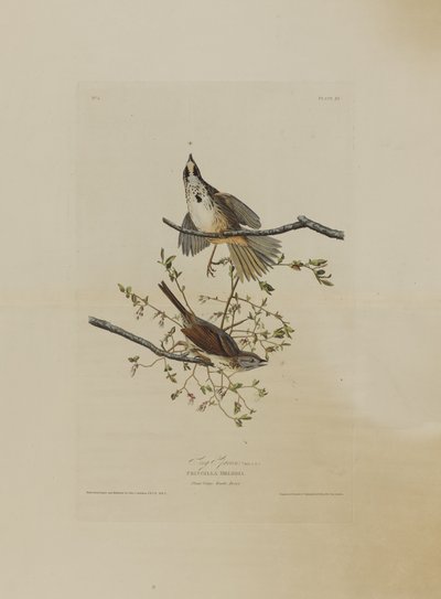 Le Bruant chanteur, extrait de Birds of America, gravé par Robert Havell (1793-1878) - John James after Audubon