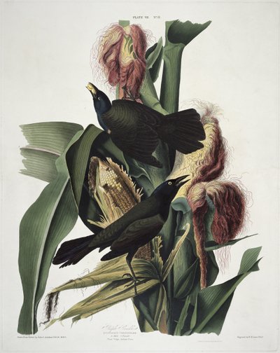 Le Quiscale pourpré, extrait de Birds of America, gravé par Robert Havell (1793-1878) - John James after Audubon