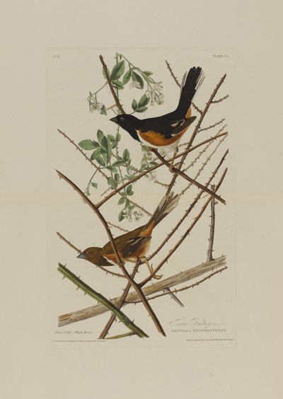 Le Bruant des prés, extrait de Birds of America, gravé par Robert Havell (1793-1878) - John James after Audubon