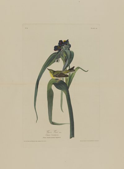 Le Viréo de Viger, extrait de Birds of America, gravé par Robert Havell (1793-1878) - John James after Audubon