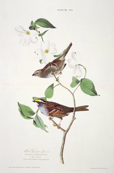 Le Bruant à gorge blanche, extrait de Birds of America, gravé par Robert Havell (1793-1878) - John James after Audubon