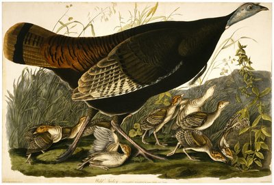 Dindon sauvage, gravé par William Home Lizars - John James after Audubon