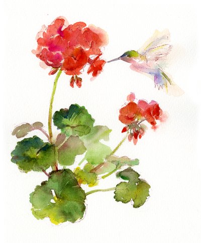 Colibri avec géranium - John Keeling