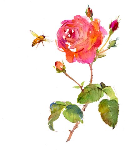 Rose avec abeille - John Keeling