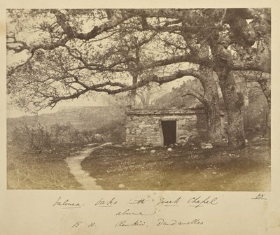 Chênes de Valonea avec la chapelle grecque au-dessus. B.H. Renkioi, Dardanelles - John Kirk