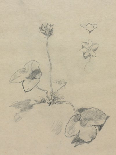 Anémone - John La Farge