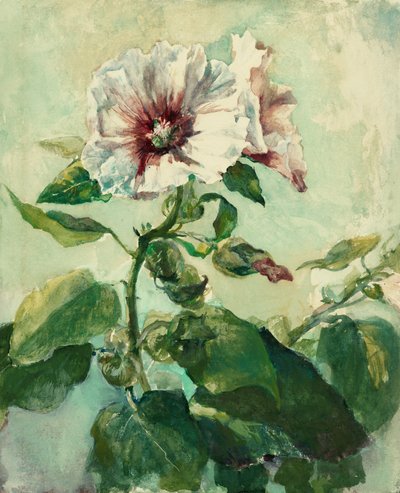 Étude de roses trémières roses à la lumière du soleil, d