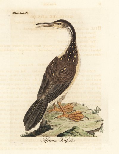 Grébifoulque africain, Podica senegalensis. Gravure à la main en cuivre dessinée et gravée par John Latham de son propre A General History of Birds, Winchester - John Latham