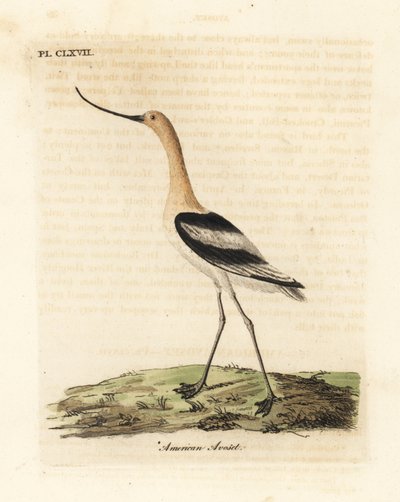 Avocette d