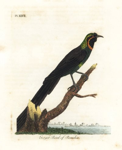 Astrapia d