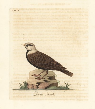 Moineau-lark à couronne cendrée, Ereopterix griseus (Pinson Duree, Emberiza gingica). Gravure à la main en couleur par John Latham de son propre A General History of Birds, Winchester - John Latham
