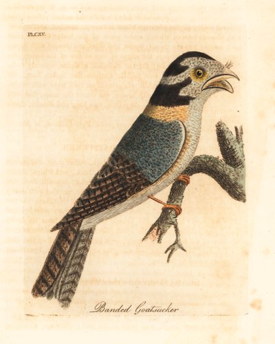 Égothèle australienne, Aegotheles cristatus ou podarge gris, Podargus strigoides? Gravure à la main par John Latham de son propre A General History of Birds, Winchester - John Latham