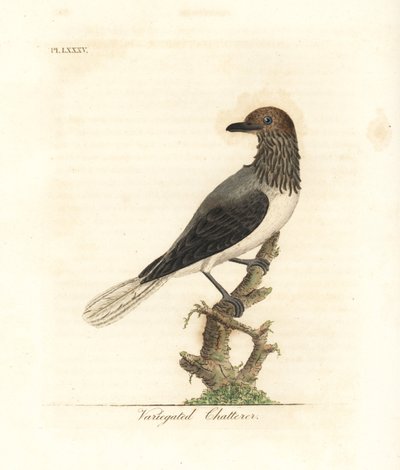 Cloche à barbe, Procnias averano (Babillard varié, Ampelis variegata). Gravure à la main en cuivre dessinée et gravée par John Latham de son propre A General History of Birds, Winchester - John Latham