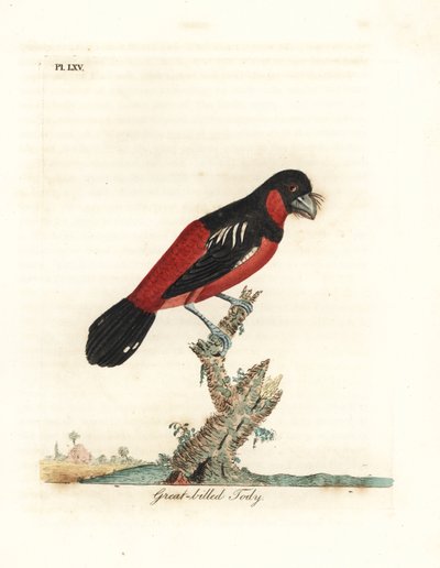 Large-bec noir et rouge, Cymbirhynchus macrorhynchos. Gravure à la main en cuivre dessinée et gravée par John Latham de son propre A General History of Birds, Winchester - John Latham