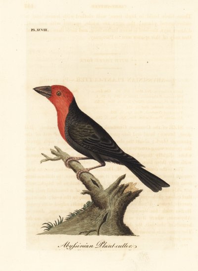 Barbican à bec noir, Lybius guifsobalito. Gravure à la main en cuivre dessinée et gravée par John Latham de son propre A General History of Birds, Winchester - John Latham