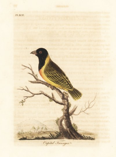 Tisserin à tête noire et collier jaune, Ploceus melanocephalus capitalis (Tangara capitale, Tanagra capitalis). Gravure sur cuivre coloriée à la main dessinée et gravée par John Latham de son propre A General History of Birds, Winchester - John Latham