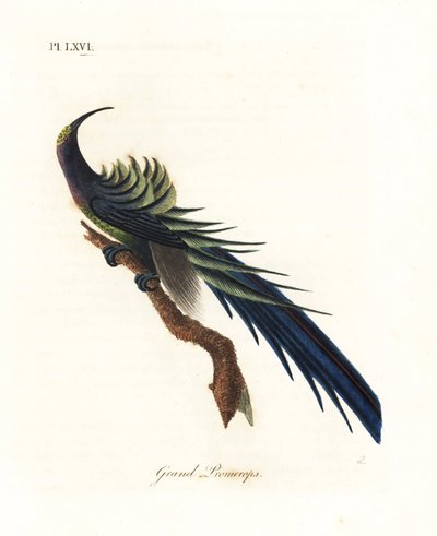 Paradisiers à faucilles, Epimachus fastosus. Gravure à la main par John Latham de son propre A General History of Birds, Winchester - John Latham