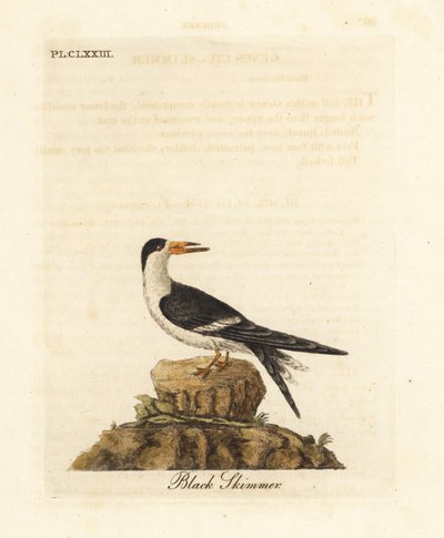 Bec-en-ciseaux noir, Rynchops niger (Rhynchops nigra). Gravure à la main en couleur dessinée et gravée par John Latham de son propre A General History of Birds, Winchester - John Latham