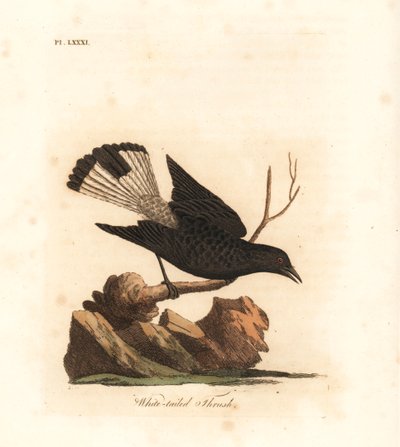 Traquet noir, Oenanthe leucura (Grive à queue blanche, Turdus leucurus). Gravure sur cuivre coloriée à la main dessinée et gravée par John Latham de son propre A General History of Birds, Winchester - John Latham