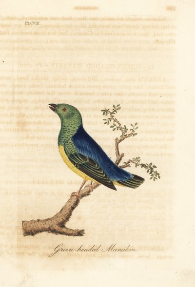 Chlorophonie à nuque bleue, Chlorophonia cyanea (Manakin à tête verte, originaire d