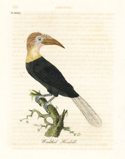 Calao papou, Rhyticeros plicatus. Gravure à la main par John Latham de son propre A General History of Birds, Winchester - John Latham