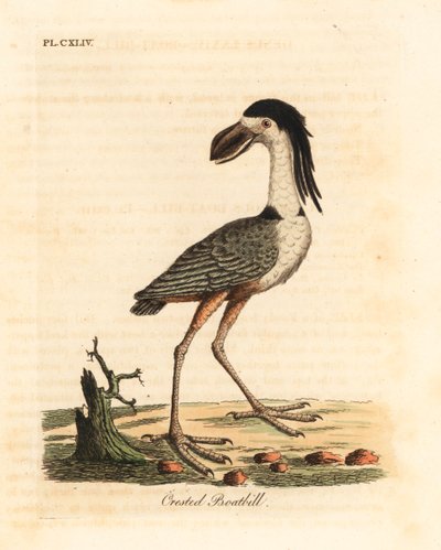 Savacou huppé, Cochlearius cochlearius. Gravure à la main par John Latham de son propre A General History of Birds - John Latham