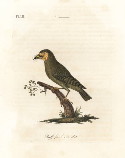 Barbican à tête brune, Megalaima zeylanica. Gravure à la main par John Latham de son propre A General History of Birds, Winchester - John Latham