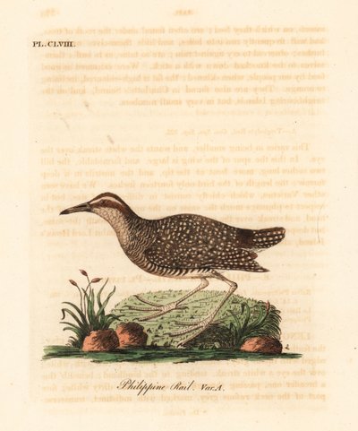 Râle tiklin, Gallirallus philippensis. Gravure à la main par John Latham de son propre A General History of Birds - John Latham