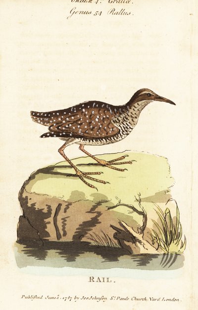 Râle à bandes, Gallirallus philippensis - John Latham