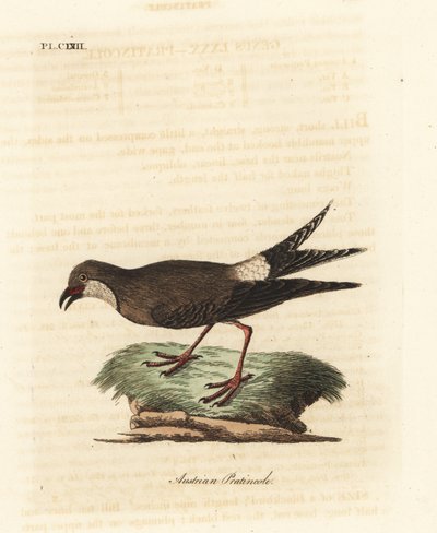 Glaréole à collier, Glareola pratincola. Gravure à la main par John Latham de son propre A General History of Birds, Winchester - John Latham