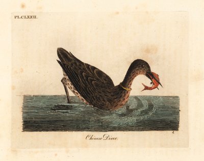 Cormoran utilisé pour la pêche en Asie, peut-être un grand cormoran, Phalacrocorax carbo, ou cormoran japonais, Phalacrocorax capillatus. Gravure à la main par John Latham de son propre A General History of Birds - John Latham