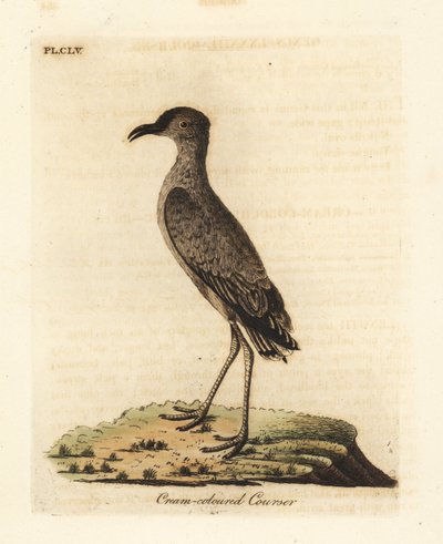 Courvite isabelle, Cursorius cursor (Cursorius europaeus). Gravure à la main en couleur dessinée et gravée par John Latham de son propre A General History of Birds, Winchester - John Latham