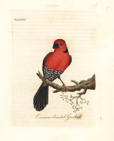 Gros-bec à poitrine cramoisie. Espèce inconnue ou peut-être éteinte de gros-bec originaire d