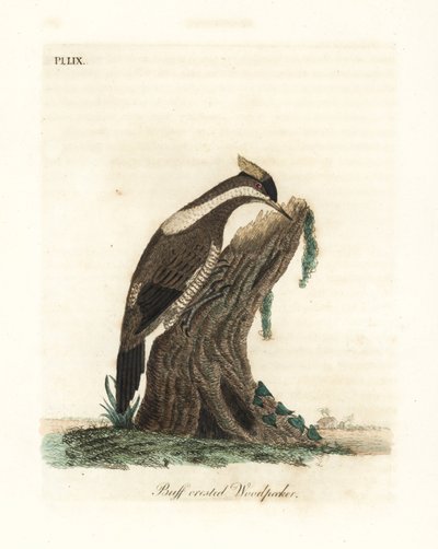 Pic à crête cramoisie, Campephilus melanoleucos (Pic à crête buffe, Picus melanoleucus). Basé sur une peau du musée Leverian. Gravure à la main en cuivre dessinée et gravée par John Latham de son propre A General History of Birds, Winchester - John Latham