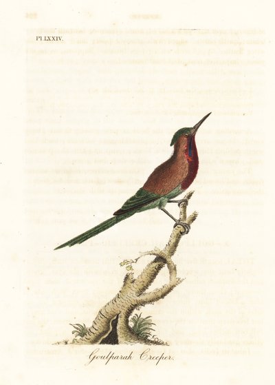 Souimanga siparaja, Aethopyga siparaja seheriae (Grimpereau de Goulpourah). Gravure à la main en cuivre dessinée et gravée par John Latham de son propre A General History of Birds, Winchester - John Latham