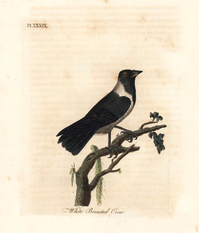 Choucas de Daourie, Corvus dauuricus. Gravure à la main par John Latham de son propre A General History of Birds, Winchester - John Latham
